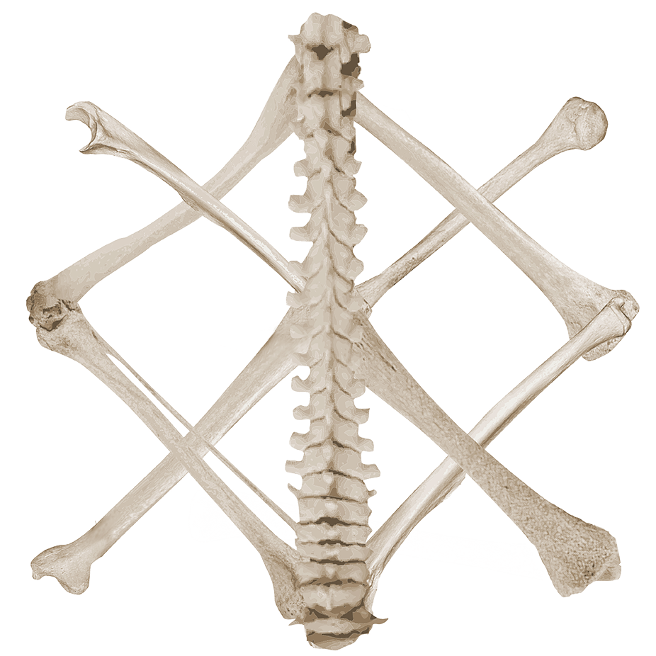 Band Symbol Die Kreatur - transparent background